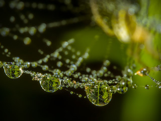 Gotas de agua en tela de araña