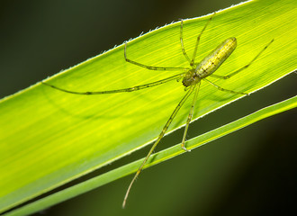 araña