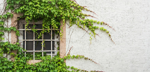 Old window with a lattice covered with grape leaves, a minimalistic view with a white textured wall background, Walldorf, Germany.