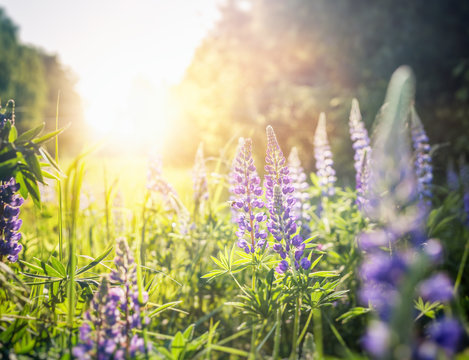 Fototapeta Beautiful summer floral background, lupine flowers in the sunset in a summer forest