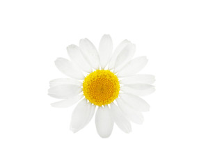 Fototapeta premium Beautiful chamomile flower on white background