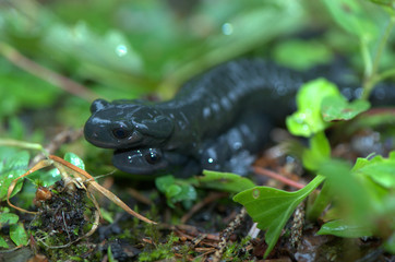 alpensalamander bei der Paarung