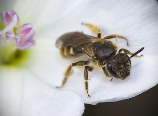 abeja de peluche en flor blanca