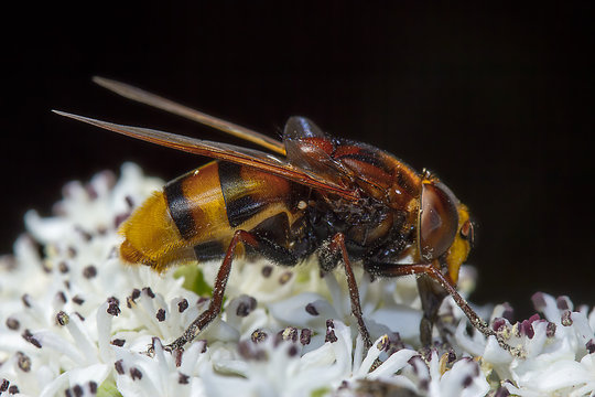 Avispon en flores blancas
