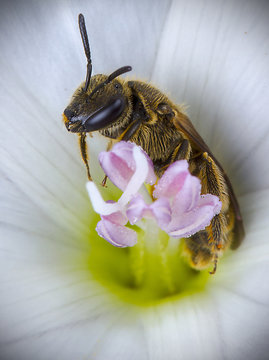 abeja de peluche en flor blanca
