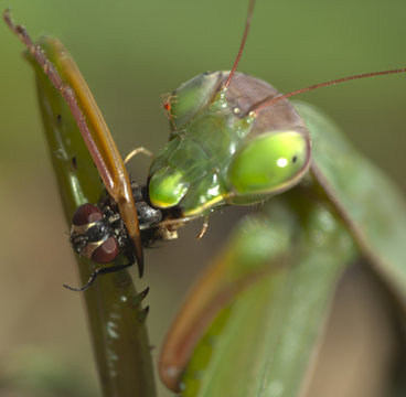Mantis comiendo mosca