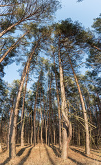 Looking up at the sky in the pine forest.