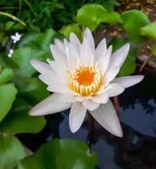The beautiful white lotus flower or water lily reflection with the water in the pond.The reflection of the white lotus with the water.