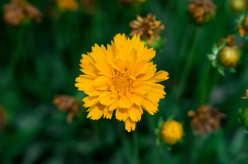 Yellow Carnation Flower in the Garden