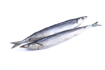 Barracuda fish  on a white background (isolated). Close up