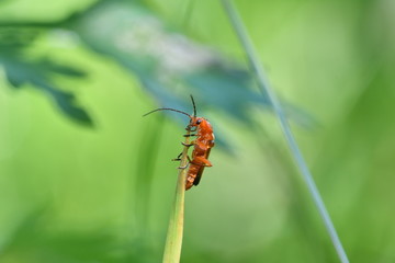 macro red bug on the grass