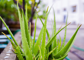 Leaves of medicinal aloe vera plant, tropical green plants tolerate hot weather.