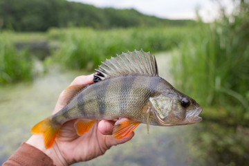 Perch striped predator