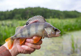 Perch striped predator