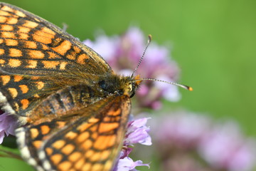 macro detail butterfly on the flower