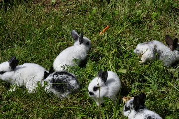 rabbits grazing the grass on the meadow