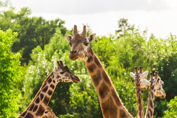 Close up portrait of giraffes