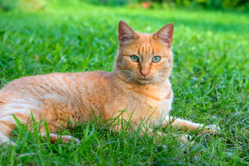 Naklejka na ściany i meble Red green-eyed cat resting on the green grass