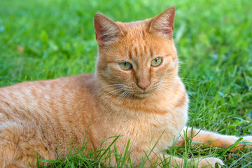 Red green-eyed cat resting on the green grass