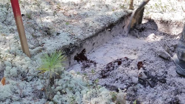 Archeology: clearing of the top layer of soil for the future hole