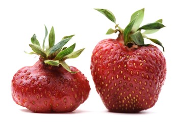 Pair of imperfect organic heirloom strawberries isolated