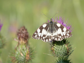 Schachbrett, Damenbrett, Melanargia galathea, Schmetterling, Butterfly