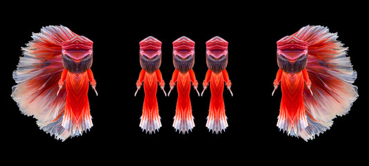 Red betta fish Woman character, fighting fish, Siamese fighting fish on black background