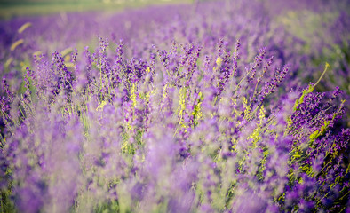 Obraz premium Lavender flowers in a fields