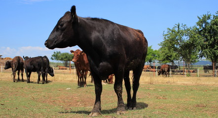 Angus cows on the graze