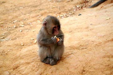 baby monkey eating apple