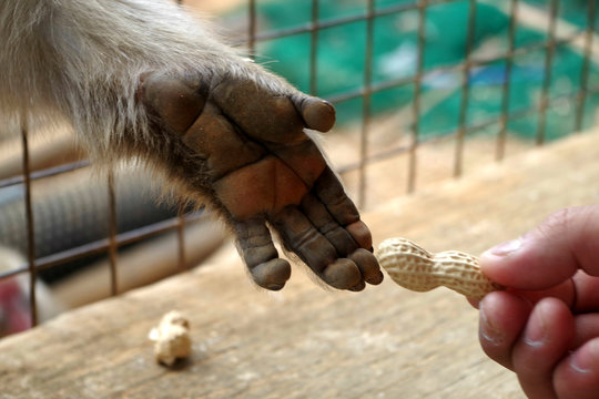 Monkey Hand Taking Peanuts From Man's Hand