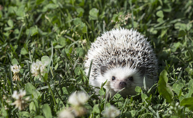 African white belly hedgehog  sitting in the grass © istvan76