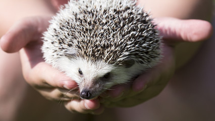 African white belly hedgehog    © istvan76