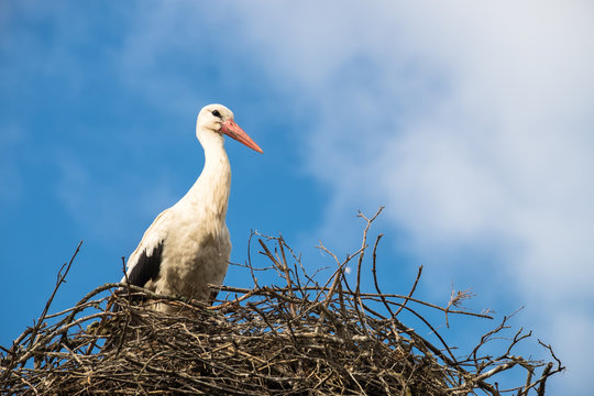 Wei&szlig;storch Ciconia ciconia im Storchennest auf einem Lichtmast