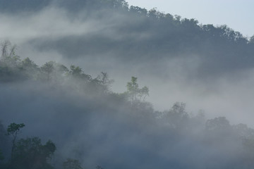 Fog covered forest.