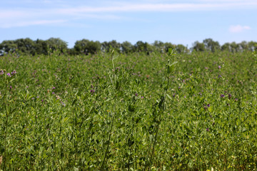 Fototapeta na wymiar Alfalfa, Medicago sativa, also called lucerne, is a perennial flowering plant in the pea family