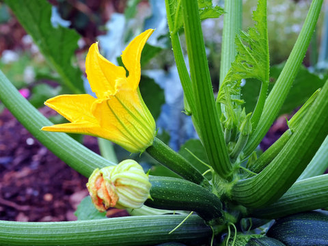 Zuchinipflanze mit Bl&uuml;te