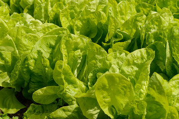 A row of green lettuce on the bed