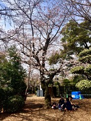 Spring time with beautiful pink sakura (cherry blossom) Hanami opposite of the ruin of the UNESCO World Heritage Site, the Hiroshima Peace Memorial (Atomic Bomb Dome) in Japan (Asia)