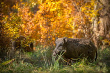 Male boar in autumn birch forest