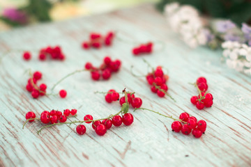 Berries of red currant summer vitamins background crop on blue.