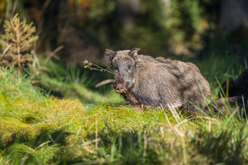 Female wild boar foraging in long grass