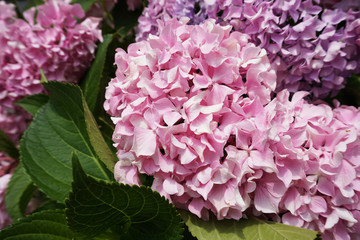 Bigleaf hydrangea