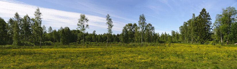 Fototapeta na wymiar yellow flowering meadow in Sweden