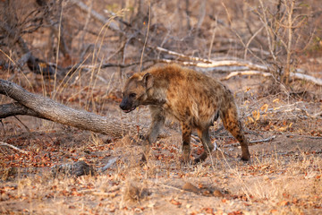Hyäne im Kruger Nationalpark