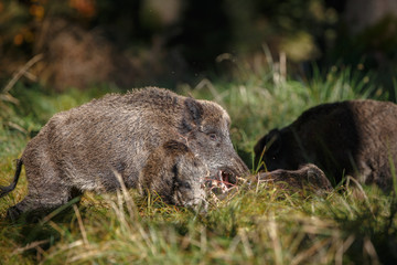 Two wild boar piglets being pushed away by mother