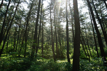 Fototapeta premium forest