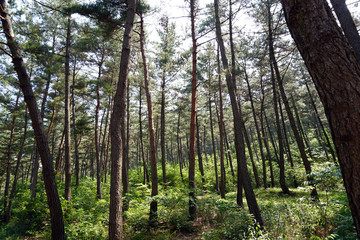Fototapeta premium forest
