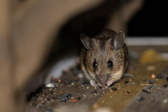 Waldmaus in einem Vogelhaus mit Meisenkn&ouml;del