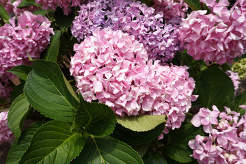 Bigleaf hydrangea